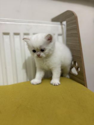 37 GÜNLÜK BRİTİSH YAVRULAR YENİ YUVALARINI BEKLİYOR