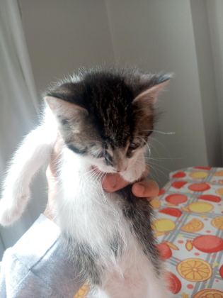 YAVRU KEDİMİZ 40 GÜNLÜK