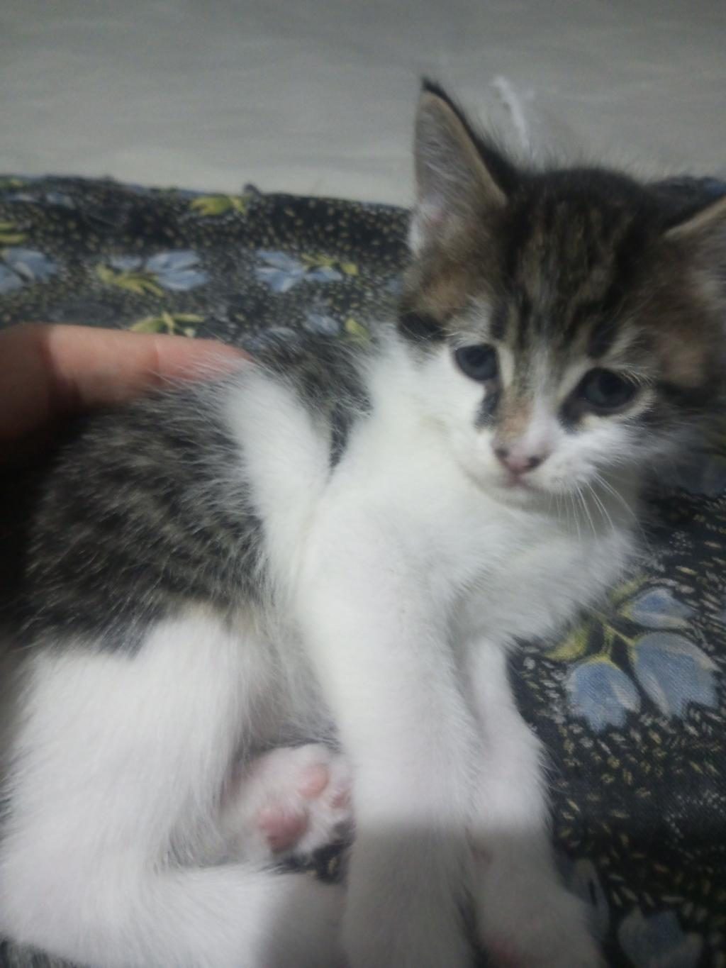 YAVRU KEDİMİZ 40 GÜNLÜK