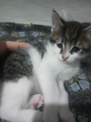 YAVRU KEDİMİZ 40 GÜNLÜK
