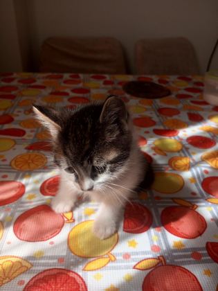 YAVRU KEDİMİZ 40 GÜNLÜK