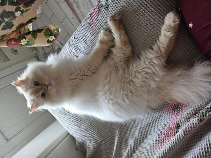ERKEK BRİTİSH LONGHAİR