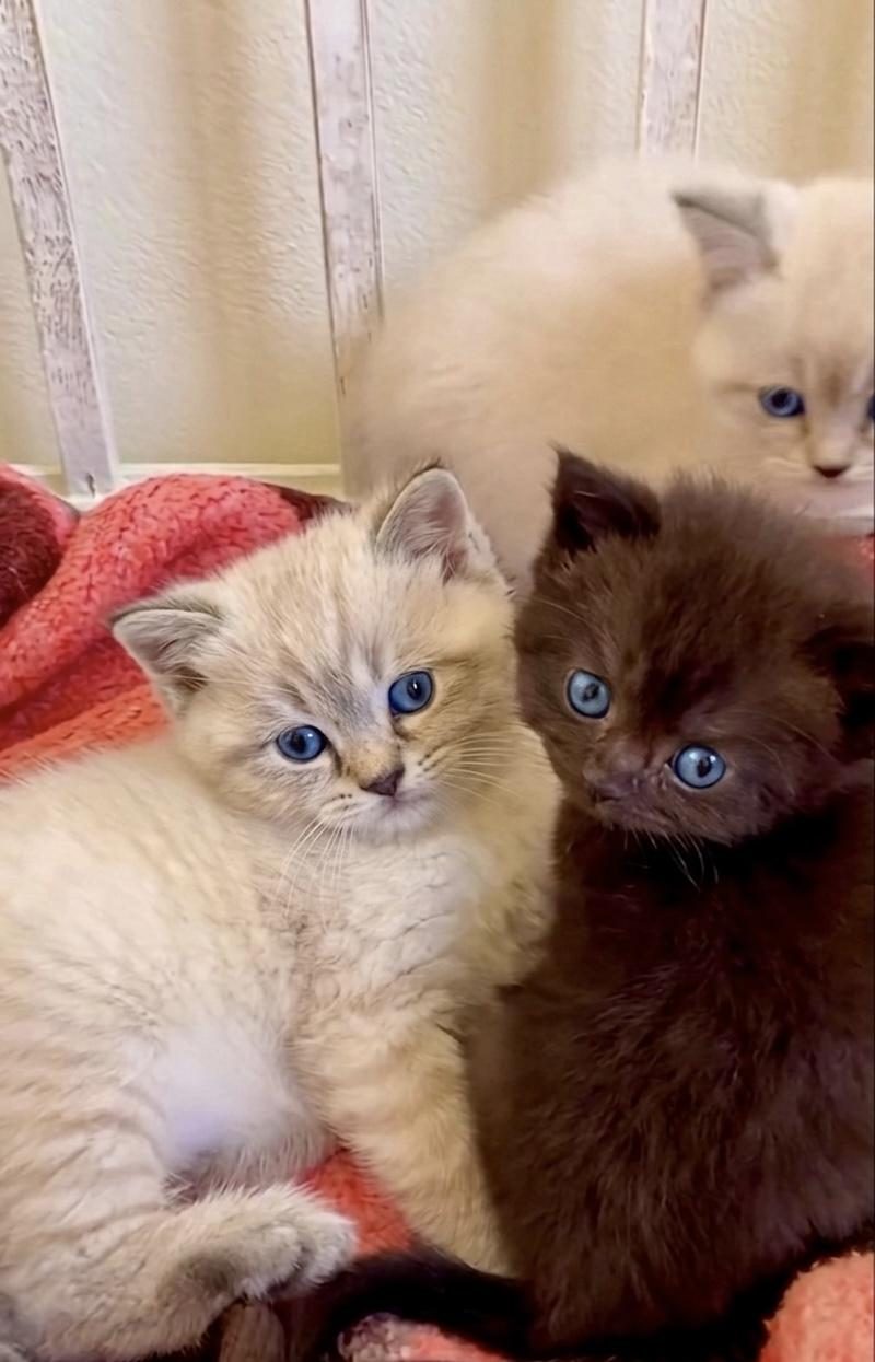 PENDİK EVDEN KEDİLERİMİZ