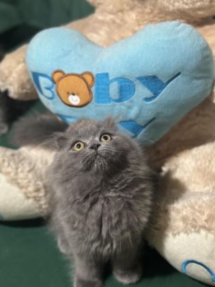 2 AYLIK KEDİMİZE YUVA ARANIYOR