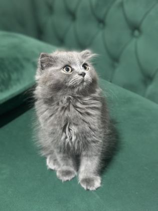 2 AYLIK KEDİMİZE YUVA ARANIYOR