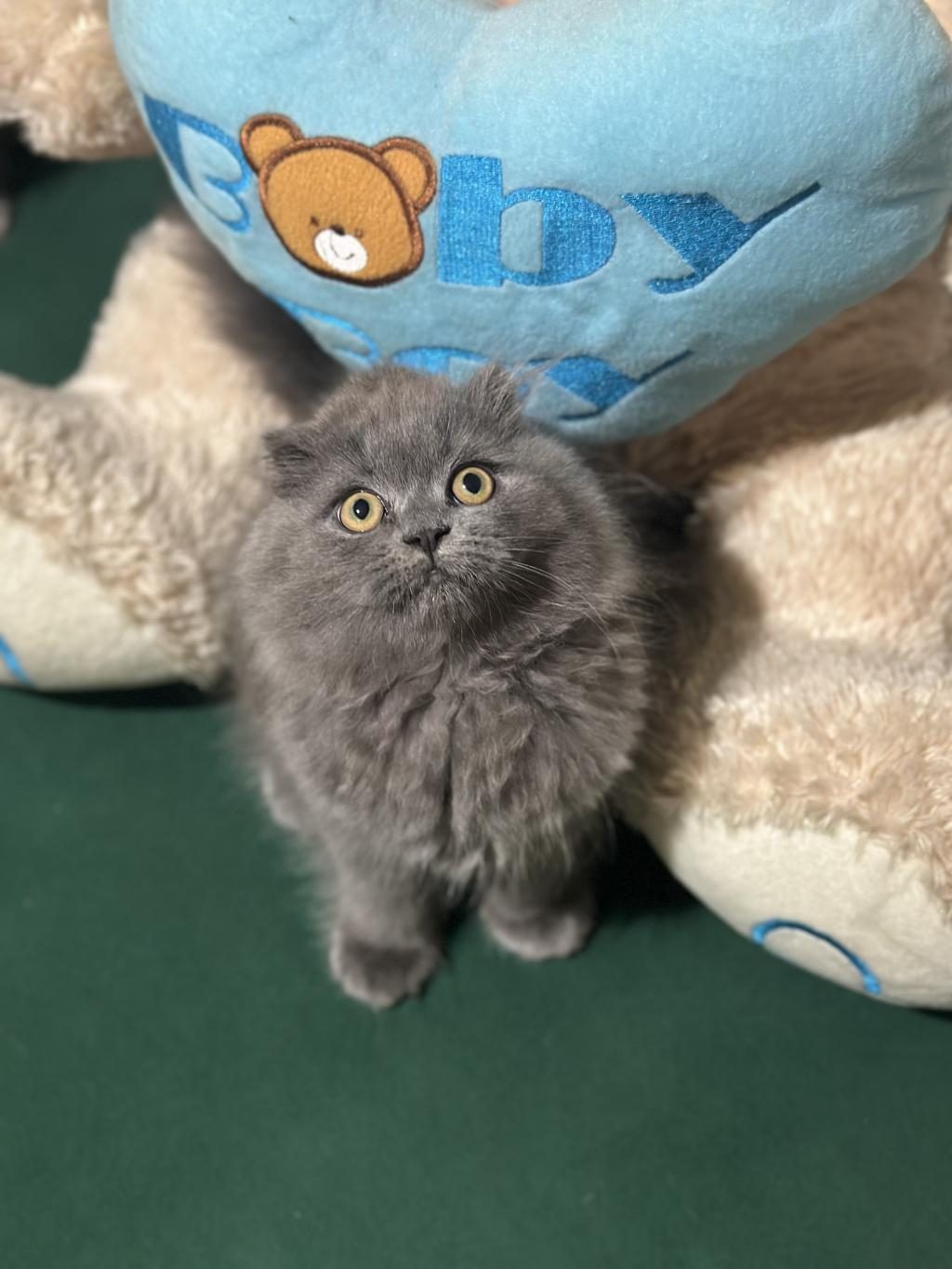 2 AYLIK KEDİMİZE YUVA ARANIYOR