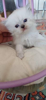 ANNE SÜTÜNDEN KESİLMEK ÜZERE İRAN KEDİSİ (PERSİAN)