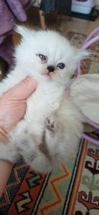 ANNE SÜTÜNDEN KESİLMEK ÜZERE İRAN KEDİSİ (PERSİAN)