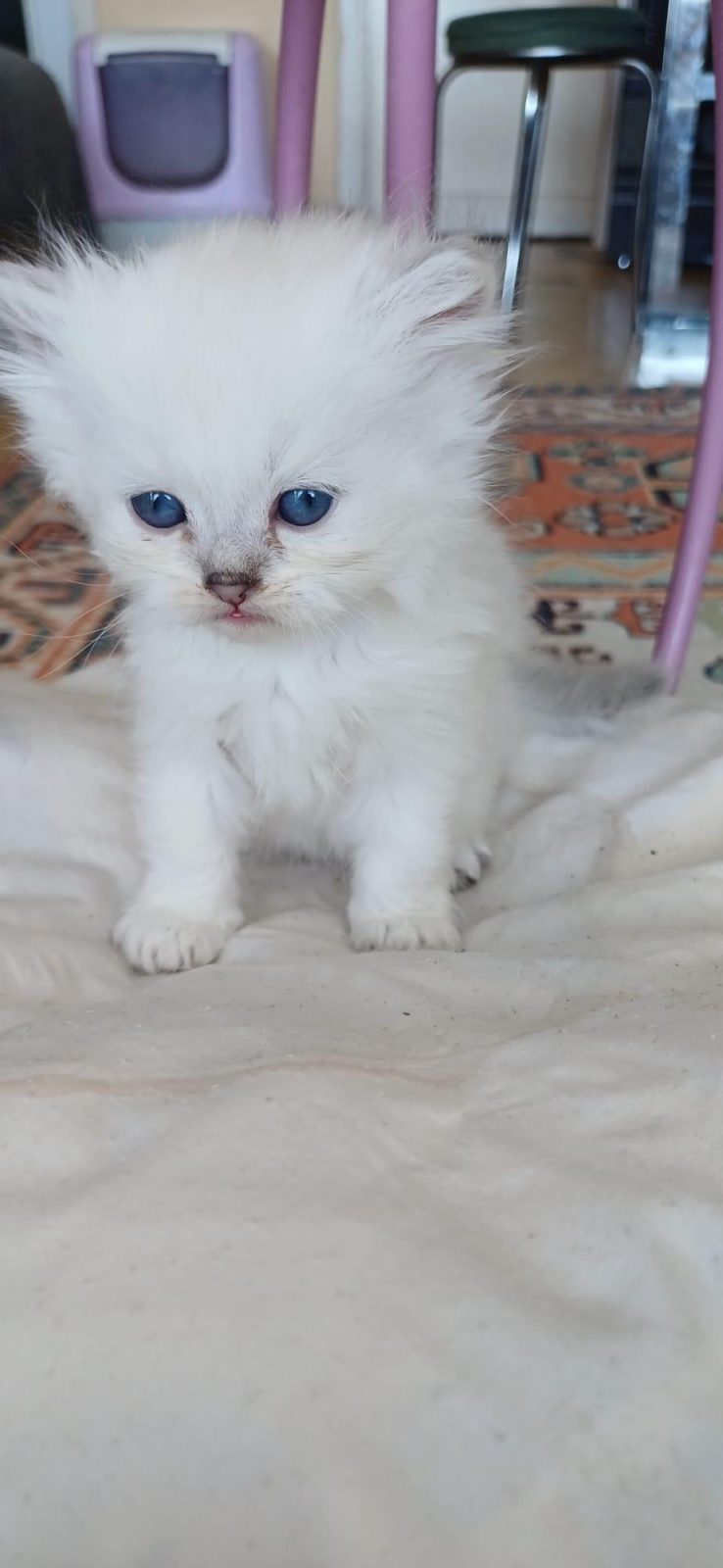 ANNE SÜTÜNDEN KESİLMEK ÜZERE İRAN KEDİSİ (PERSİAN)