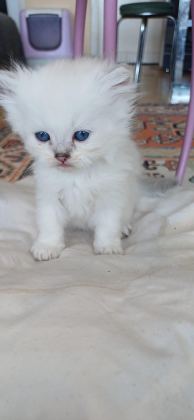 ANNE SÜTÜNDEN KESİLMEK ÜZERE İRAN KEDİSİ (PERSİAN)