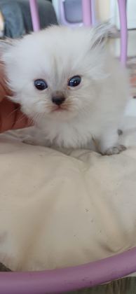 ANNE SÜTÜNDEN KESİLMEK ÜZERE İRAN KEDİSİ (PERSİAN)