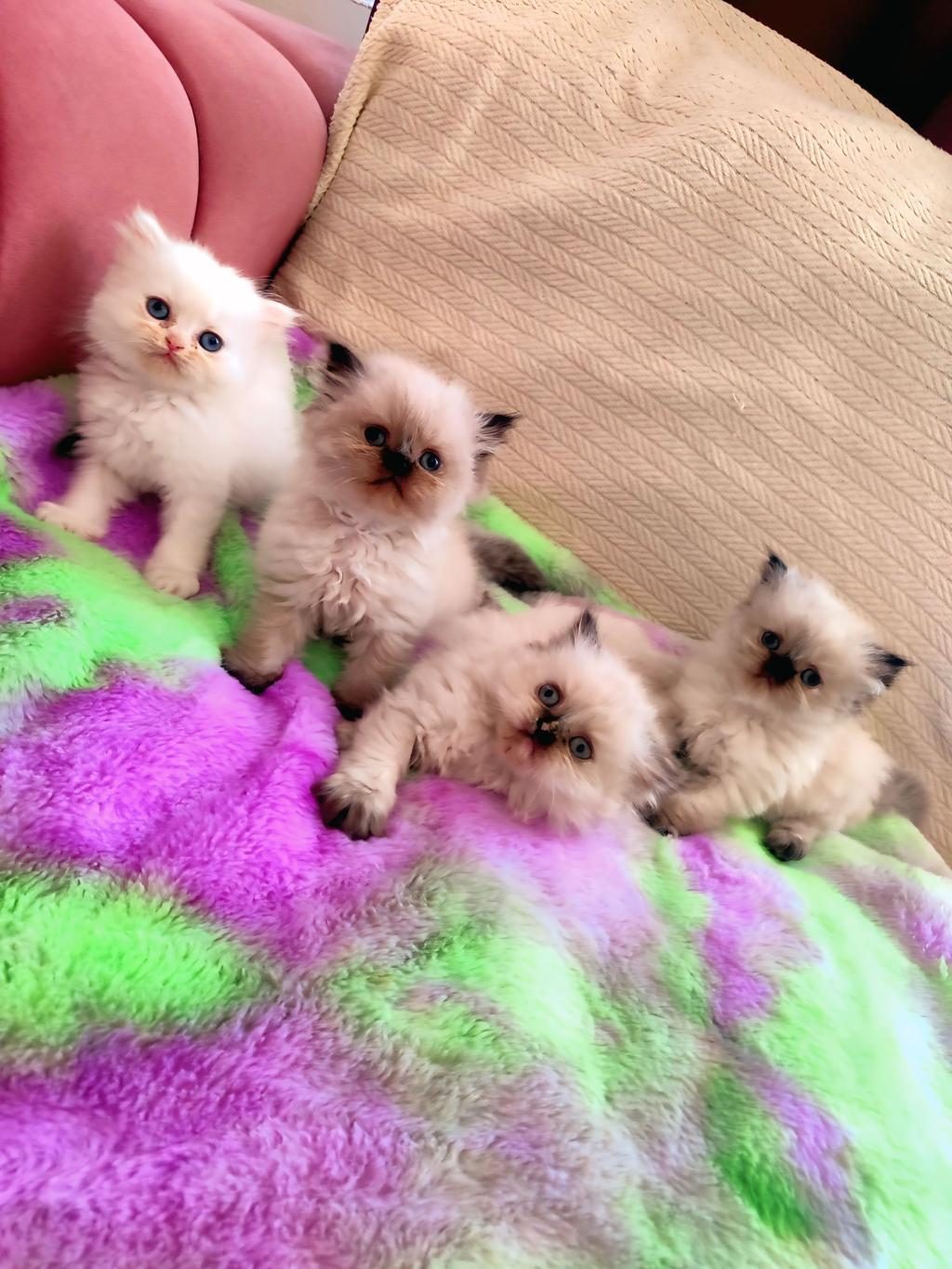 2 AYLIK DİŞİ VE ERKEK SAFKAN İRAN KEDİSİ YAVRULARI