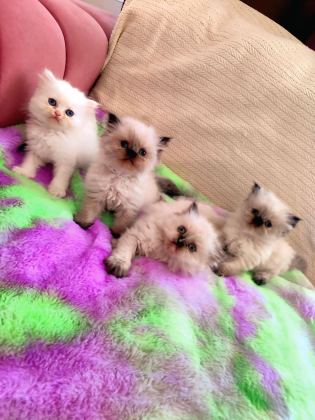 2 AYLIK DİŞİ VE ERKEK SAFKAN İRAN KEDİSİ YAVRULARI