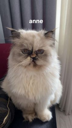 2 AYLIK DİŞİ VE ERKEK SAFKAN İRAN KEDİSİ YAVRULARI