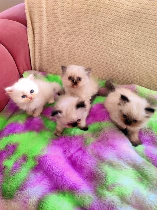 2 AYLIK DİŞİ VE ERKEK SAFKAN İRAN KEDİSİ YAVRULARI