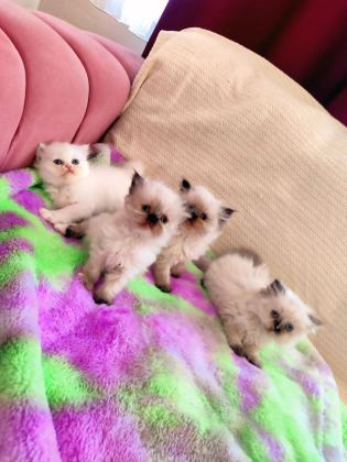 2 AYLIK DİŞİ VE ERKEK SAFKAN İRAN KEDİSİ YAVRULARI