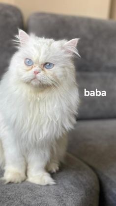 2 AYLIK DİŞİ VE ERKEK SAFKAN İRAN KEDİSİ YAVRULARI