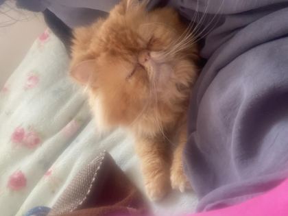 CANIM GOFRETİM TURUNCU İRAN KEDİSİ ŞEKERİM