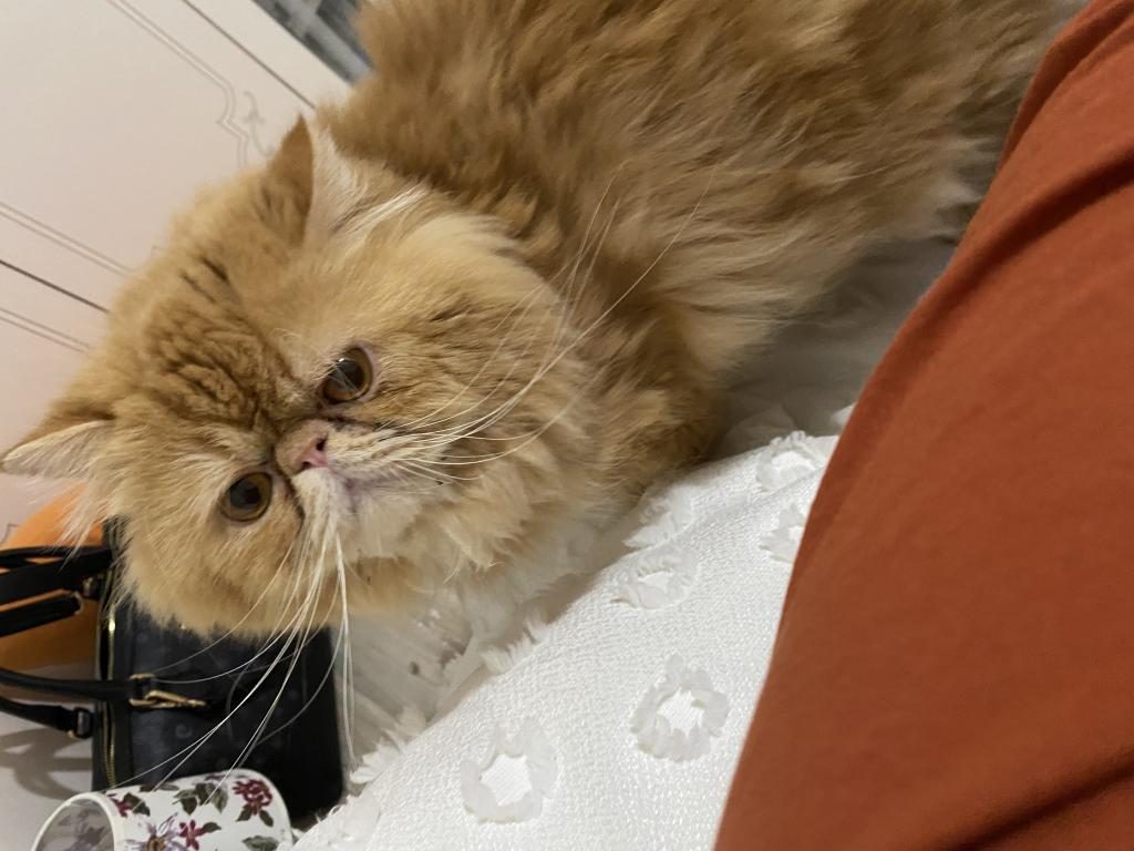 CANIM GOFRETİM TURUNCU İRAN KEDİSİ ŞEKERİM