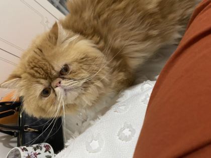 CANIM GOFRETİM TURUNCU İRAN KEDİSİ ŞEKERİM