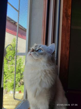 İRAN KEDİSİ