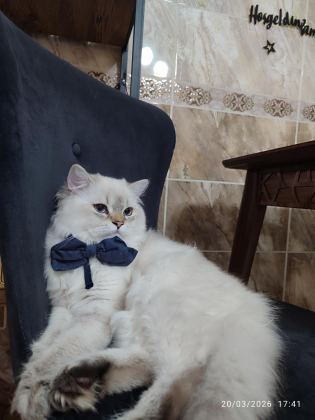 İRAN KEDİSİ