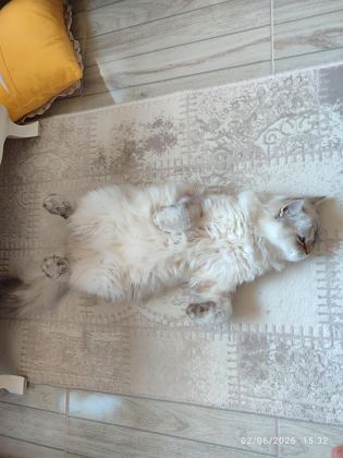 İRAN KEDİSİ
