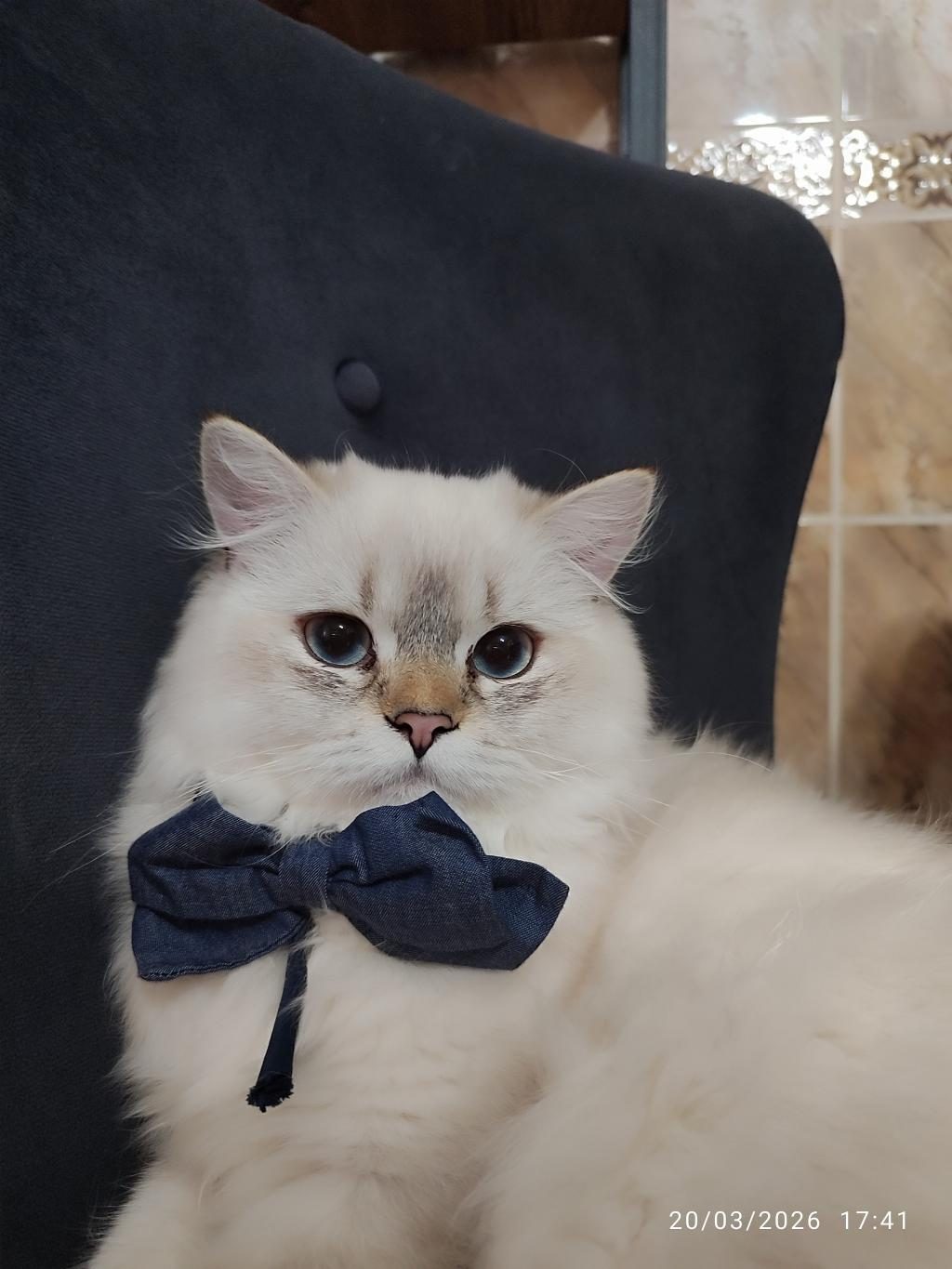İRAN KEDİSİ