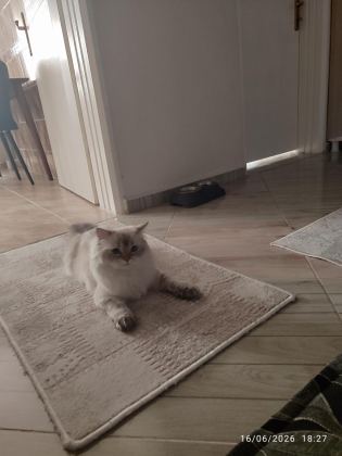 İRAN KEDİSİ