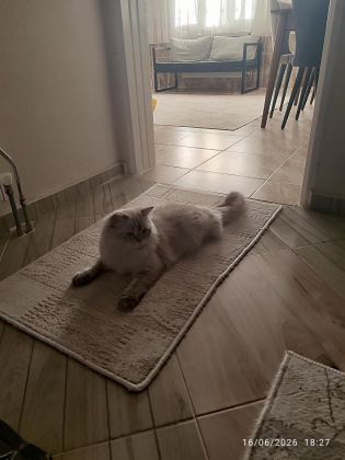 İRAN KEDİSİ