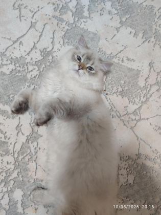 İRAN KEDİSİ