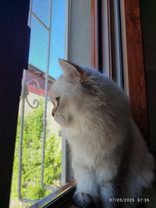 İRAN KEDİSİ