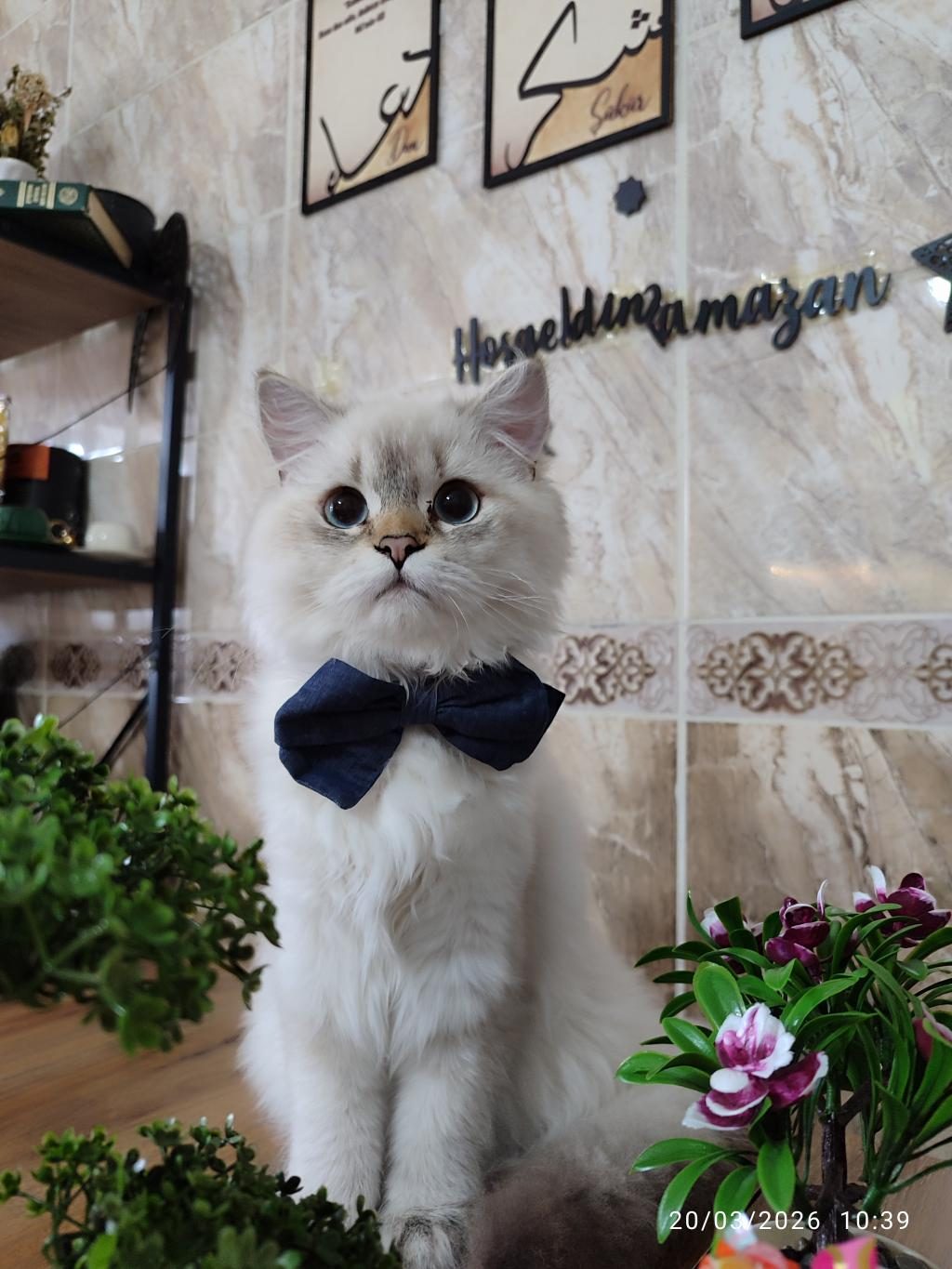 İRAN KEDİSİ
