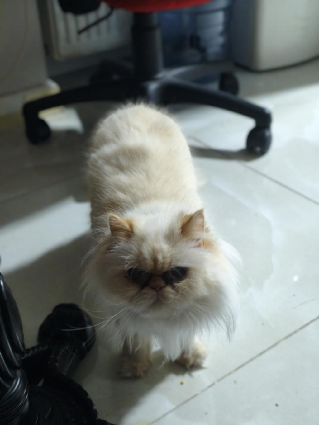 ÇOK ACİL 9 AYLIK İRAN KEDİSİ ÖMÜRLÜK YUVA ARIYORUZ