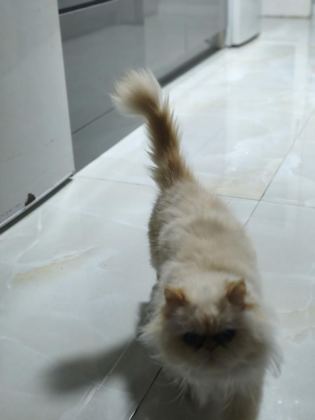 ÇOK ACİL 9 AYLIK İRAN KEDİSİ ÖMÜRLÜK YUVA ARIYORUZ