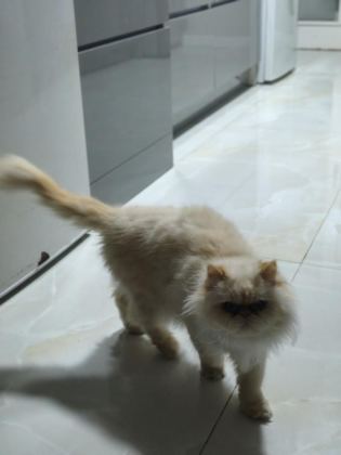 ÇOK ACİL 9 AYLIK İRAN KEDİSİ ÖMÜRLÜK YUVA ARIYORUZ
