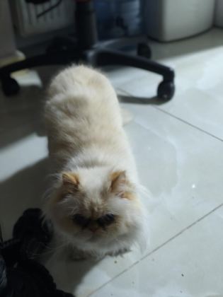 ÇOK ACİL 9 AYLIK İRAN KEDİSİ ÖMÜRLÜK YUVA ARIYORUZ