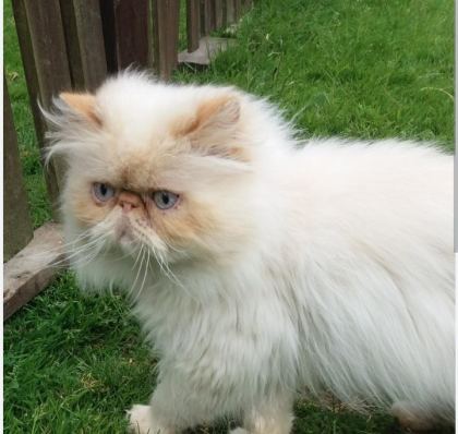 SAFKAN SHOW FACE İRAN KEDİSİ