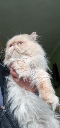 SAFKAN SHOW FACE İRAN KEDİSİ