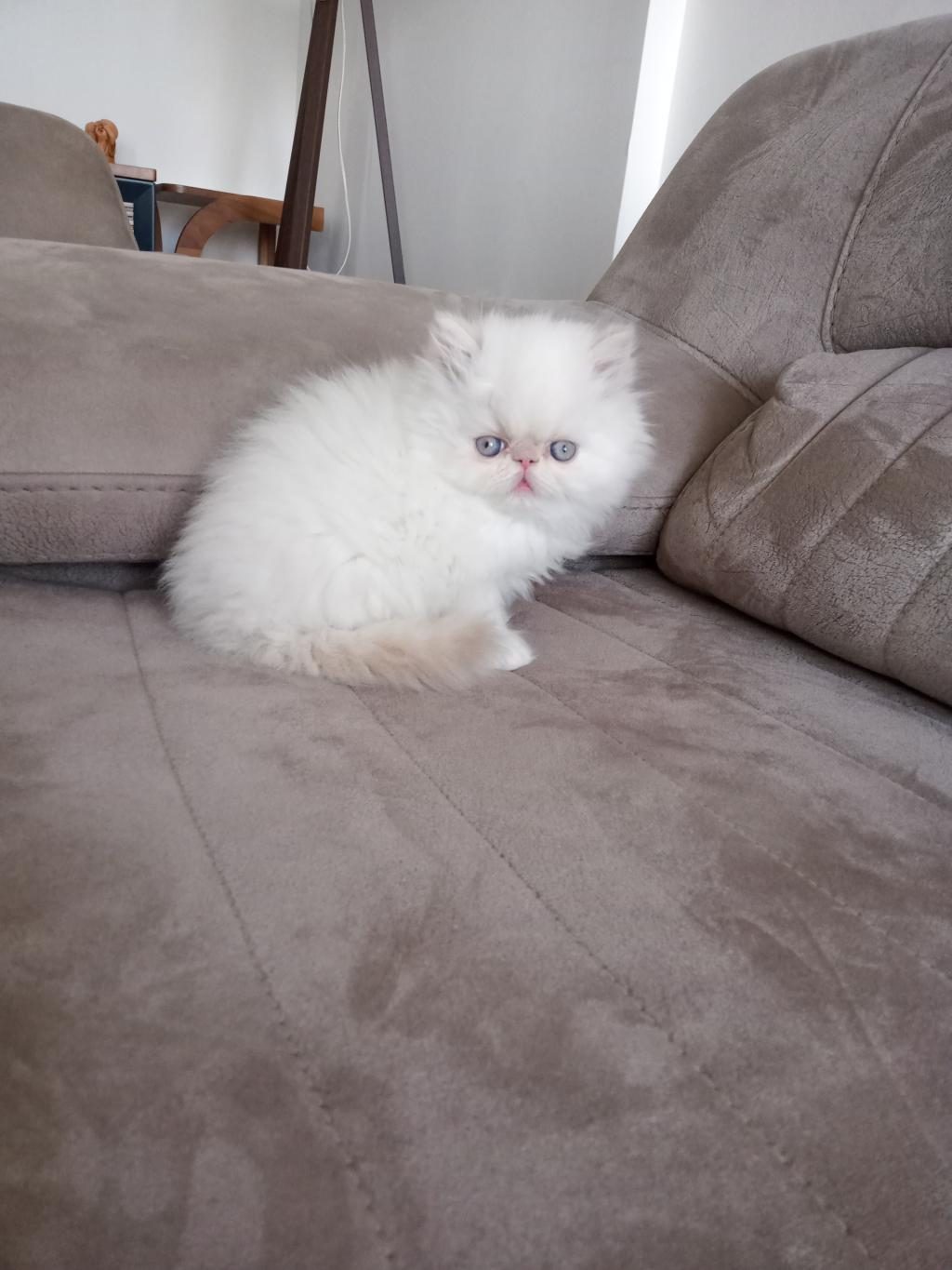 SAFKAN SHOW FACE İRAN KEDİSİ