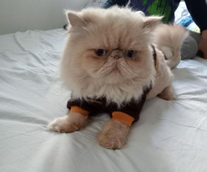 SAFKAN SHOW FACE İRAN KEDİSİ