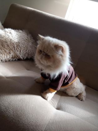 SAFKAN SHOW FACE İRAN KEDİSİ