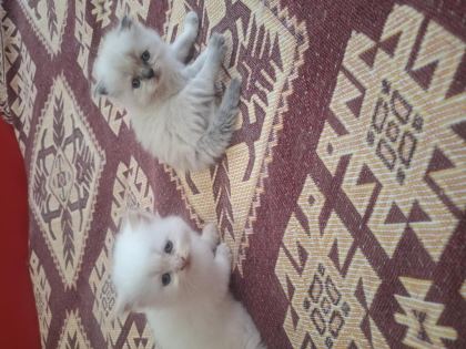 SEVİMLİ YAVRULAR İRAN KEDİLERİ