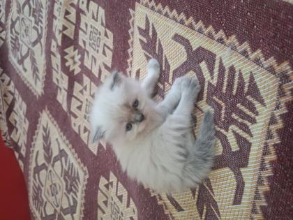 SEVİMLİ YAVRULAR İRAN KEDİLERİ