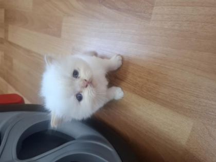 SEVİMLİ YAVRULAR İRAN KEDİLERİ