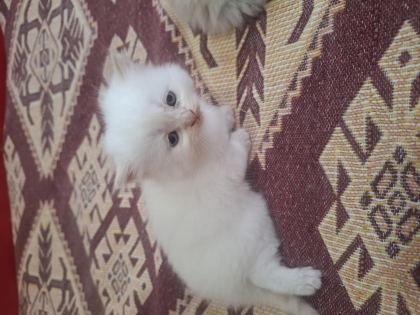 SEVİMLİ YAVRULAR İRAN KEDİLERİ