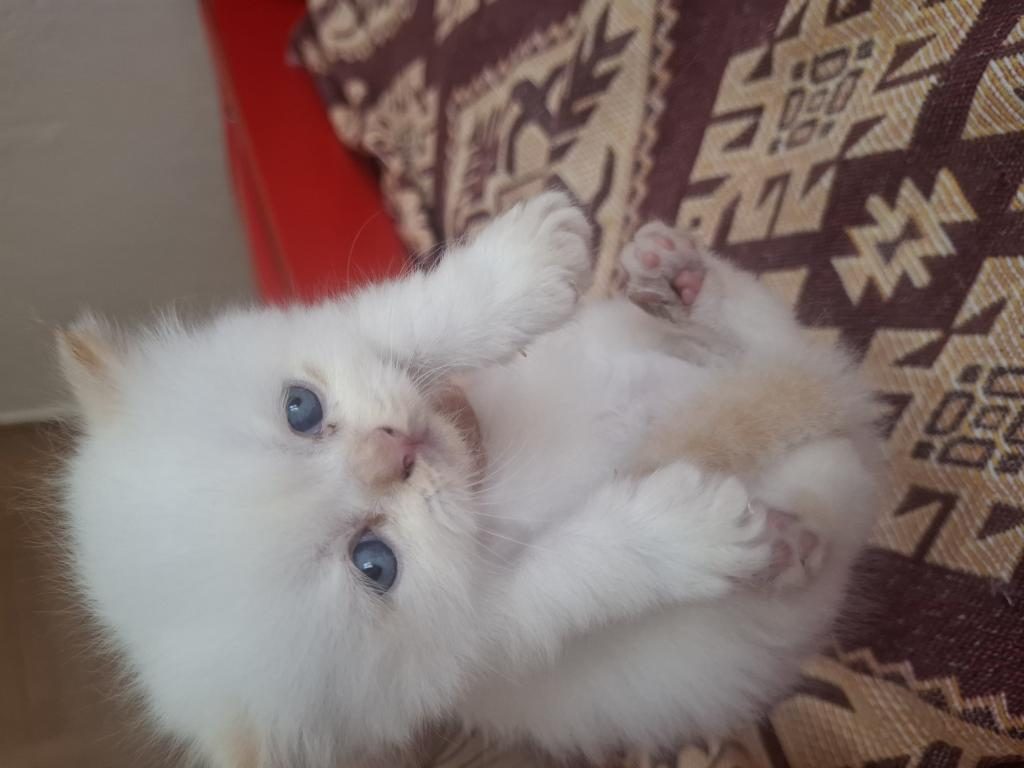 SEVİMLİ YAVRULAR İRAN KEDİLERİ