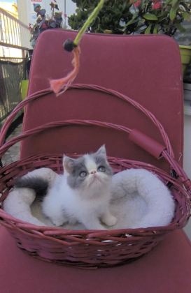 TONTİKGİLLER KEDİLER