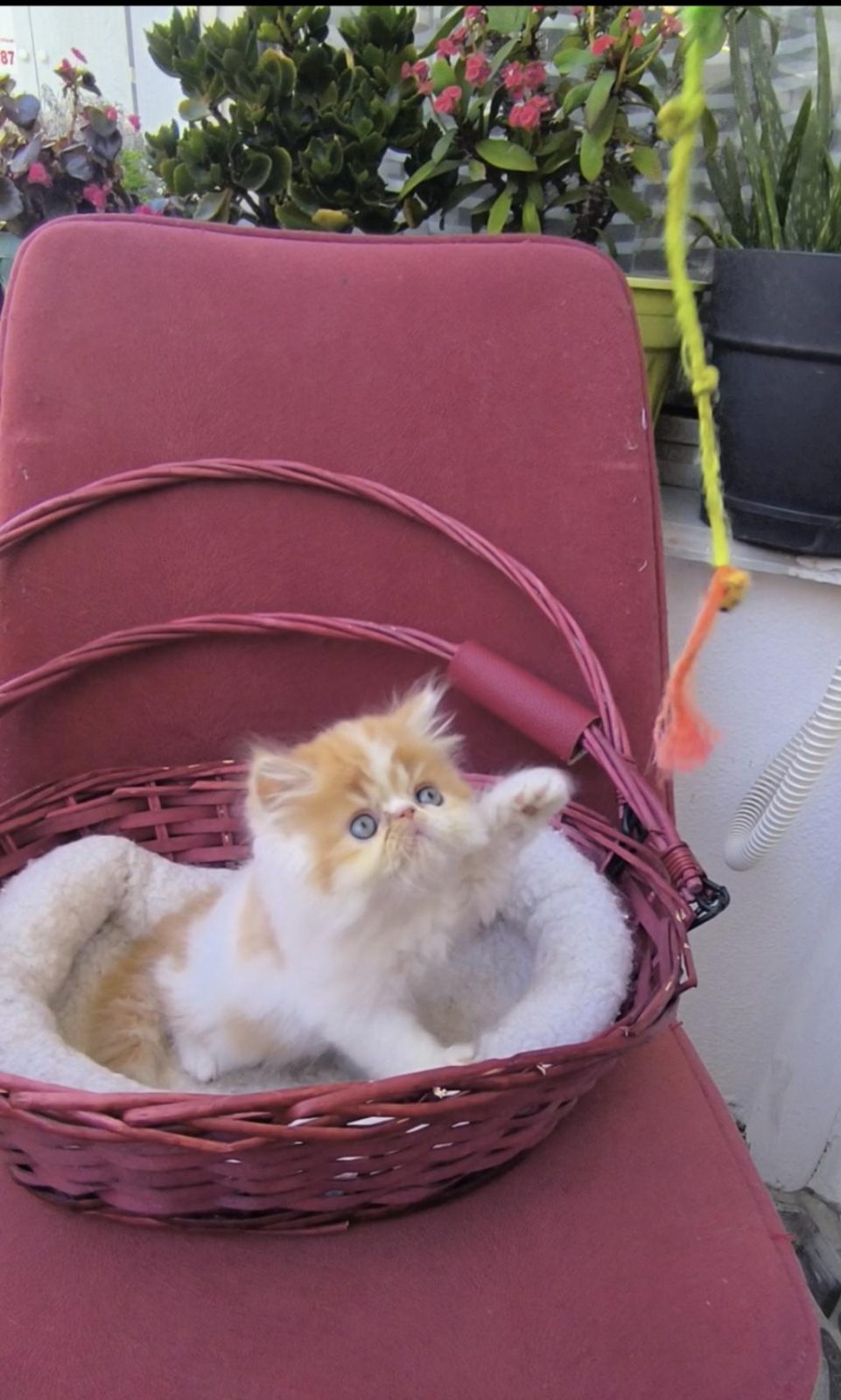 TONTİKGİLLER KEDİLER