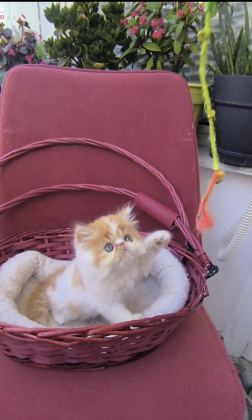 TONTİKGİLLER KEDİLER